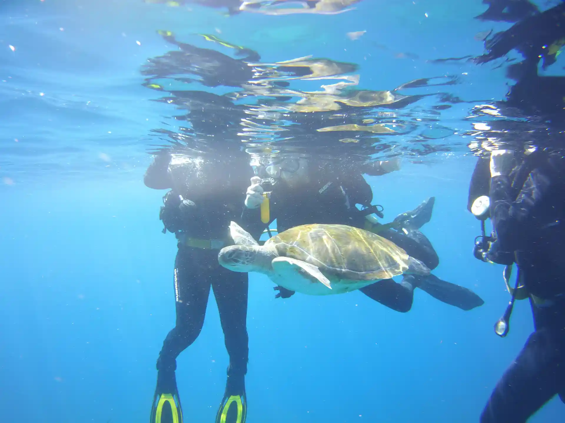 Dive with turtles in Palmar