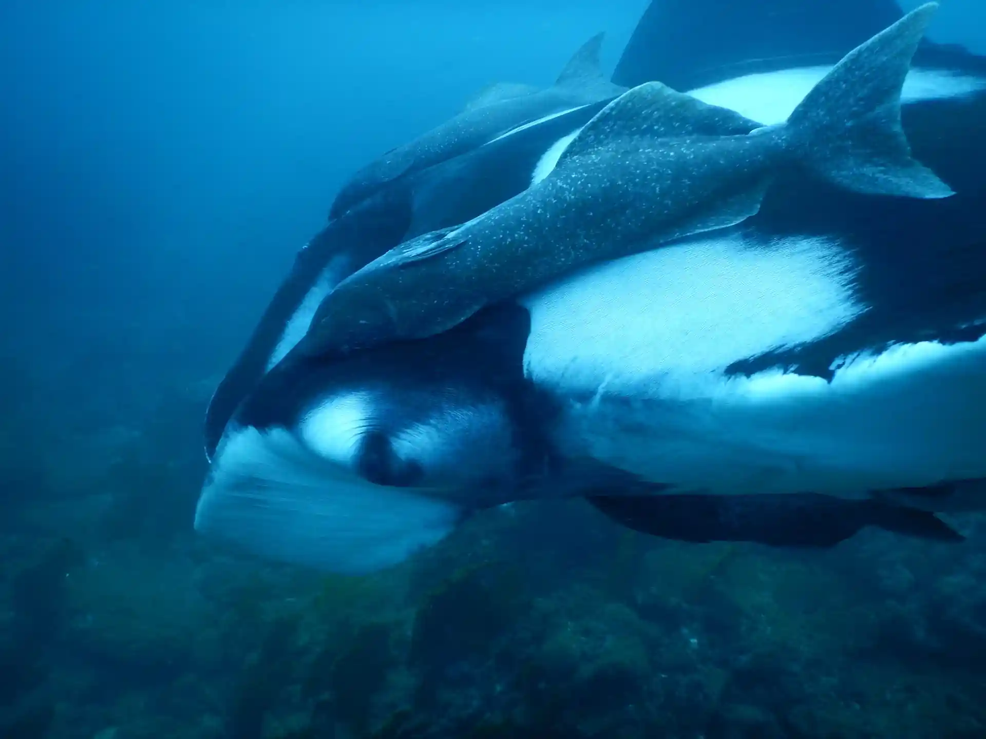 Foto del sitio de buceo