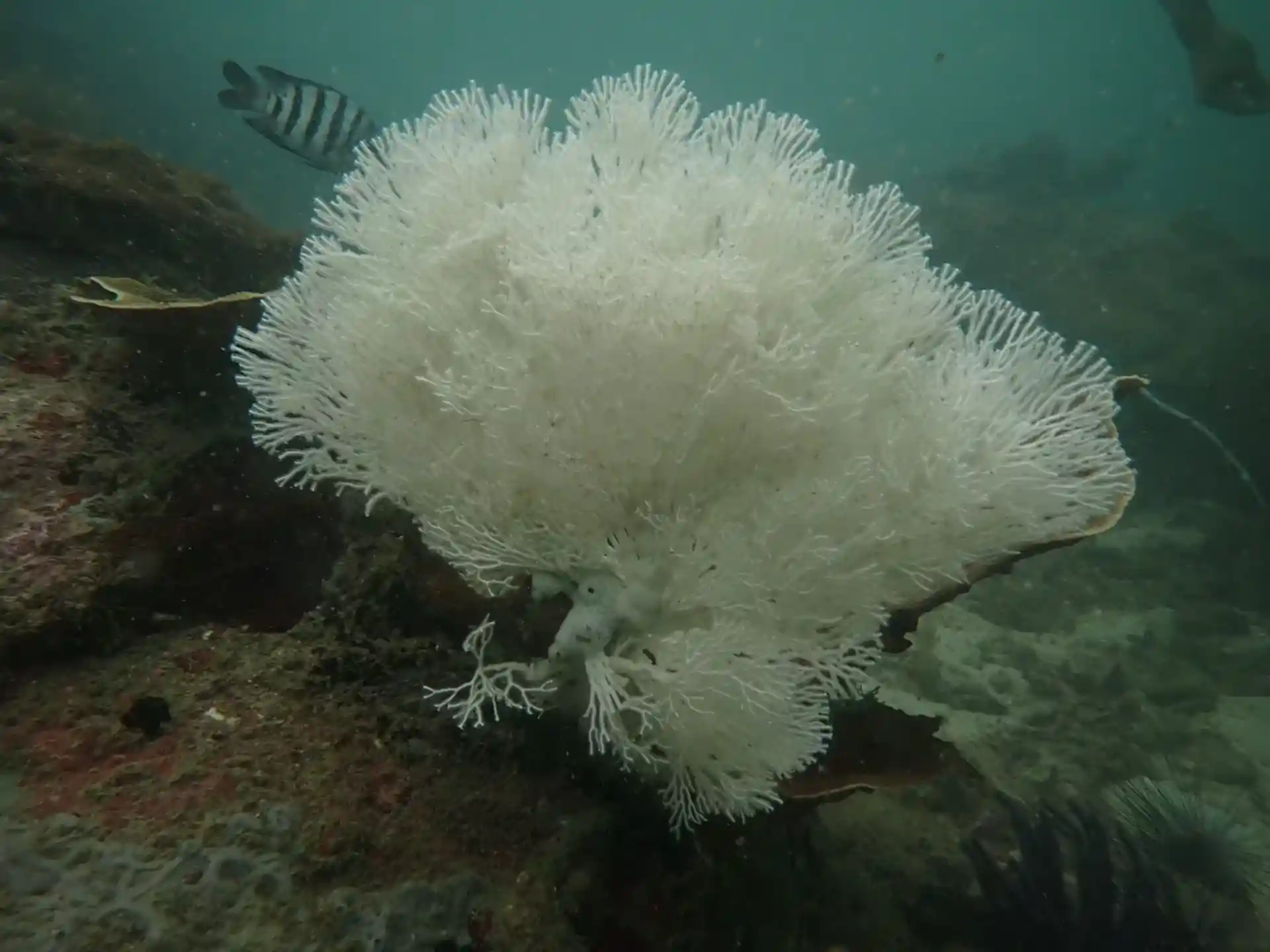 Dive site photo