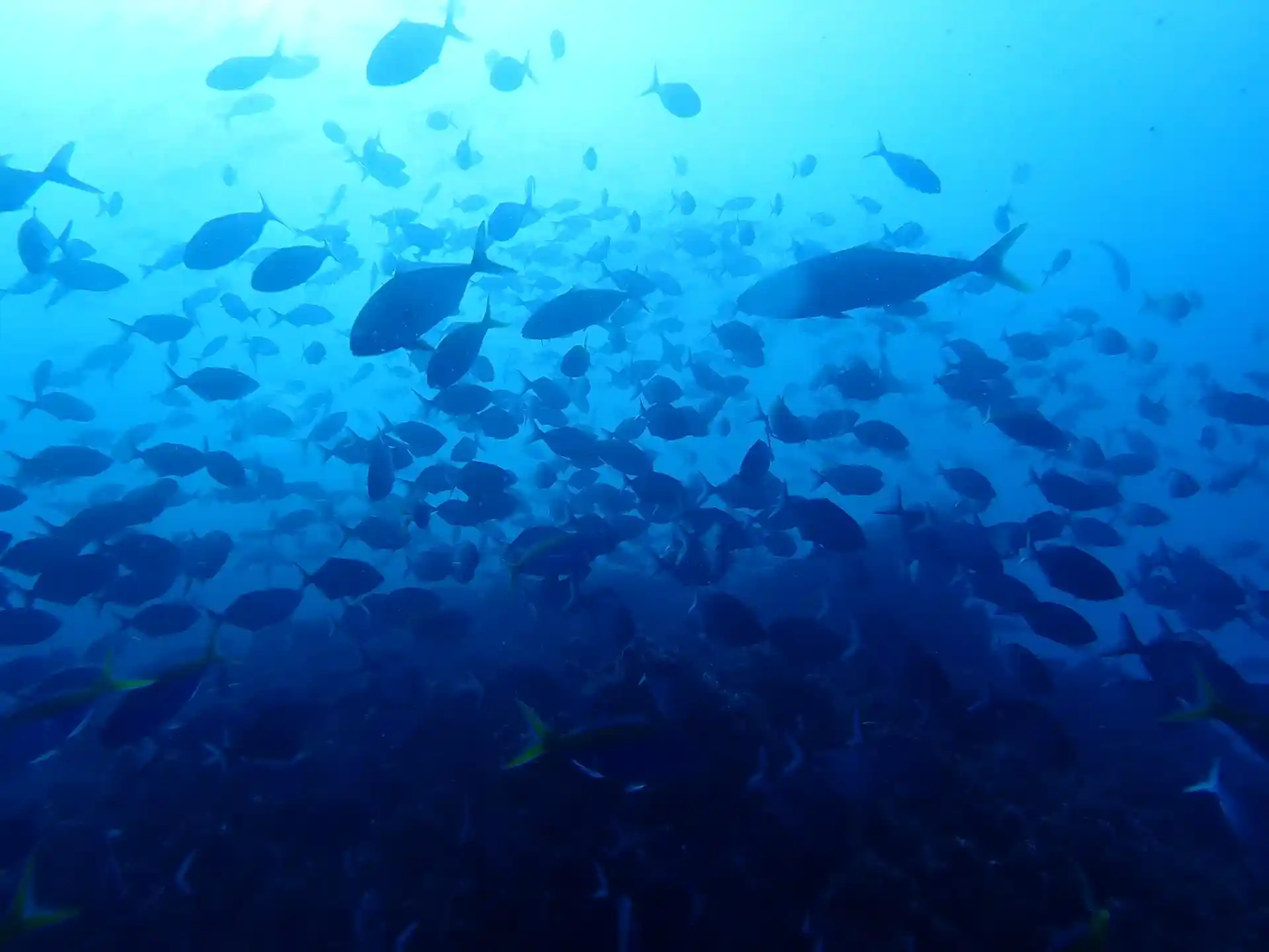 다이빙 포인트 사진