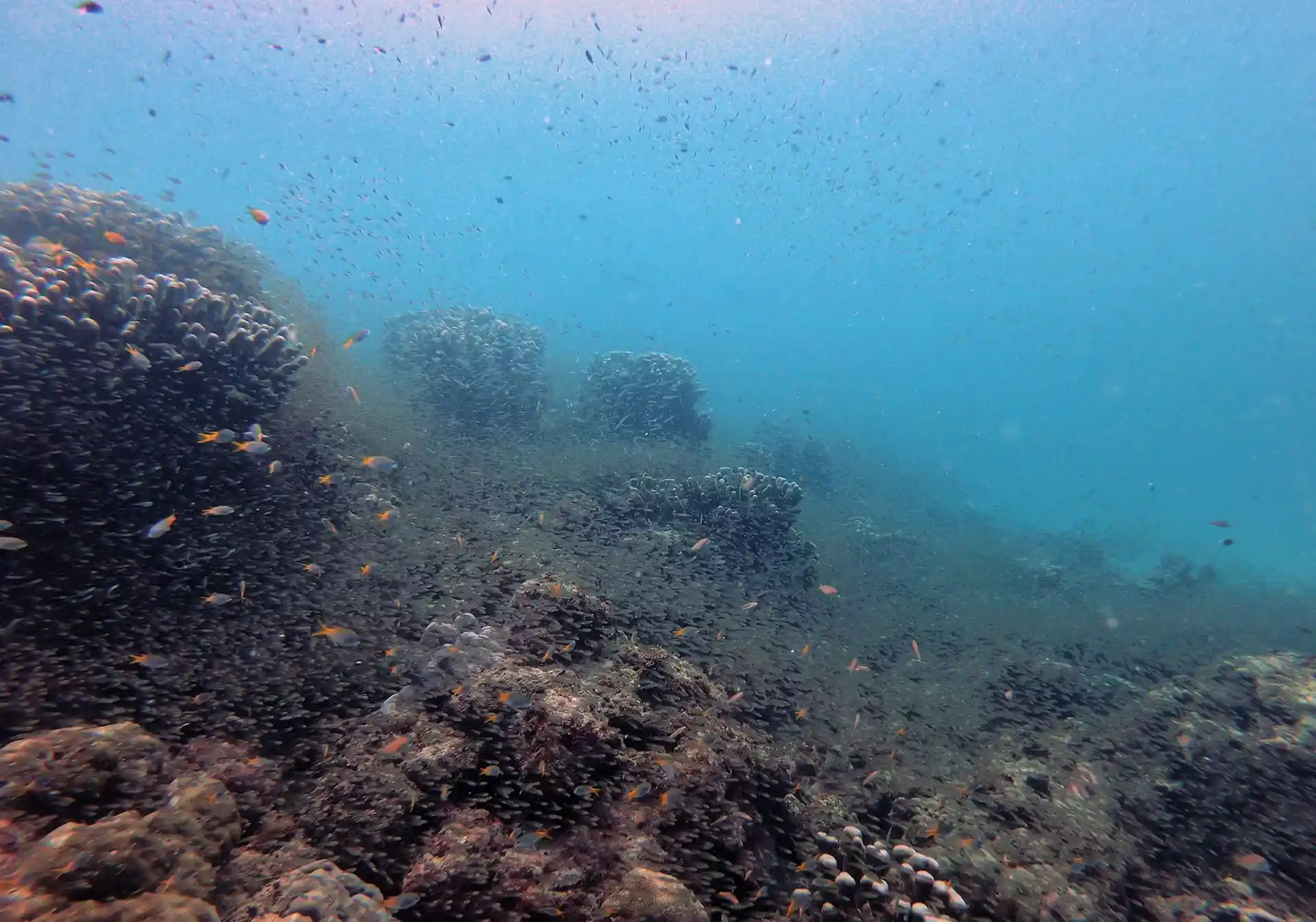 Dive site photo