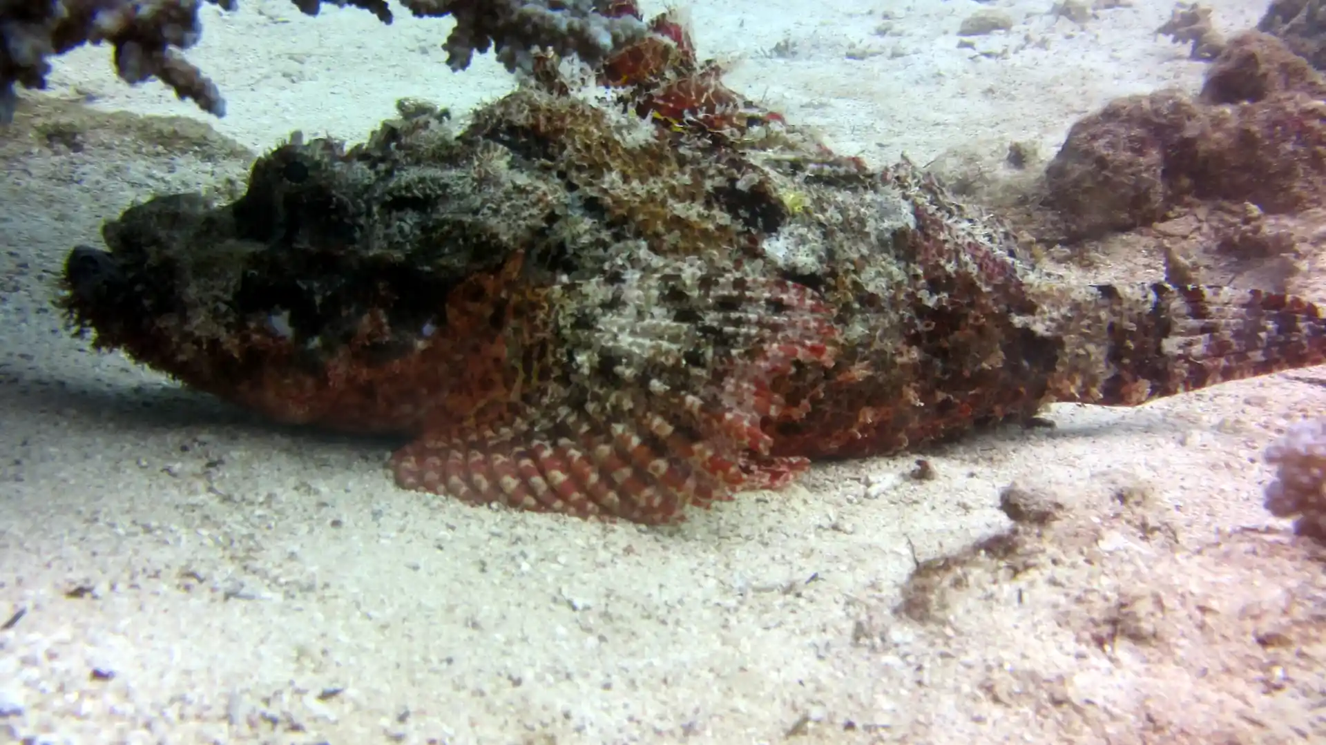 Foto del sitio de buceo