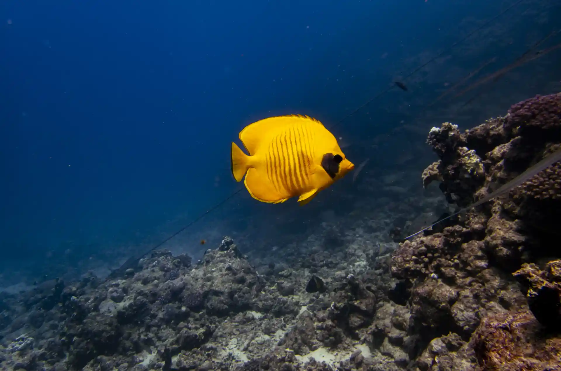 Dive shop photo