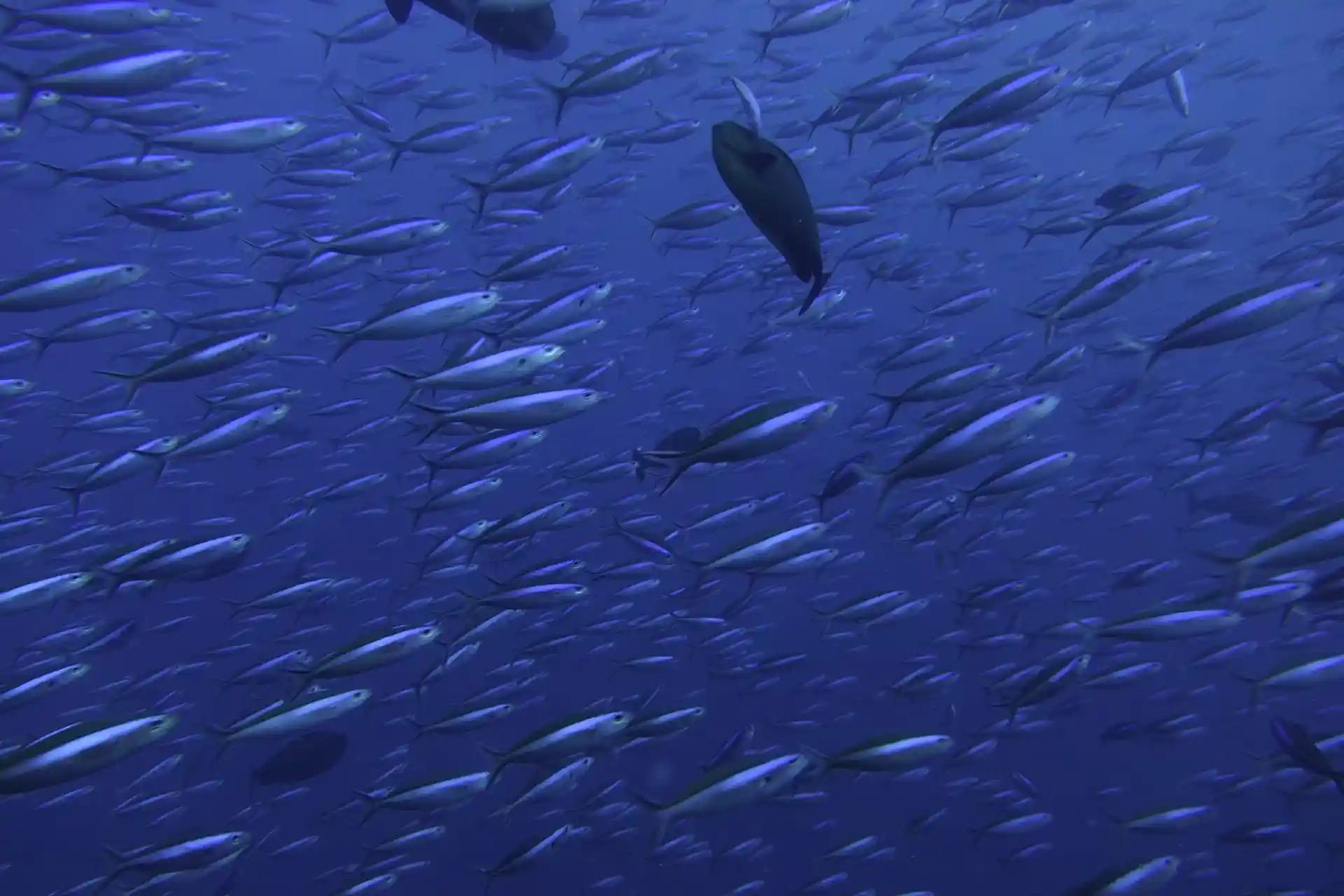Dive site photo