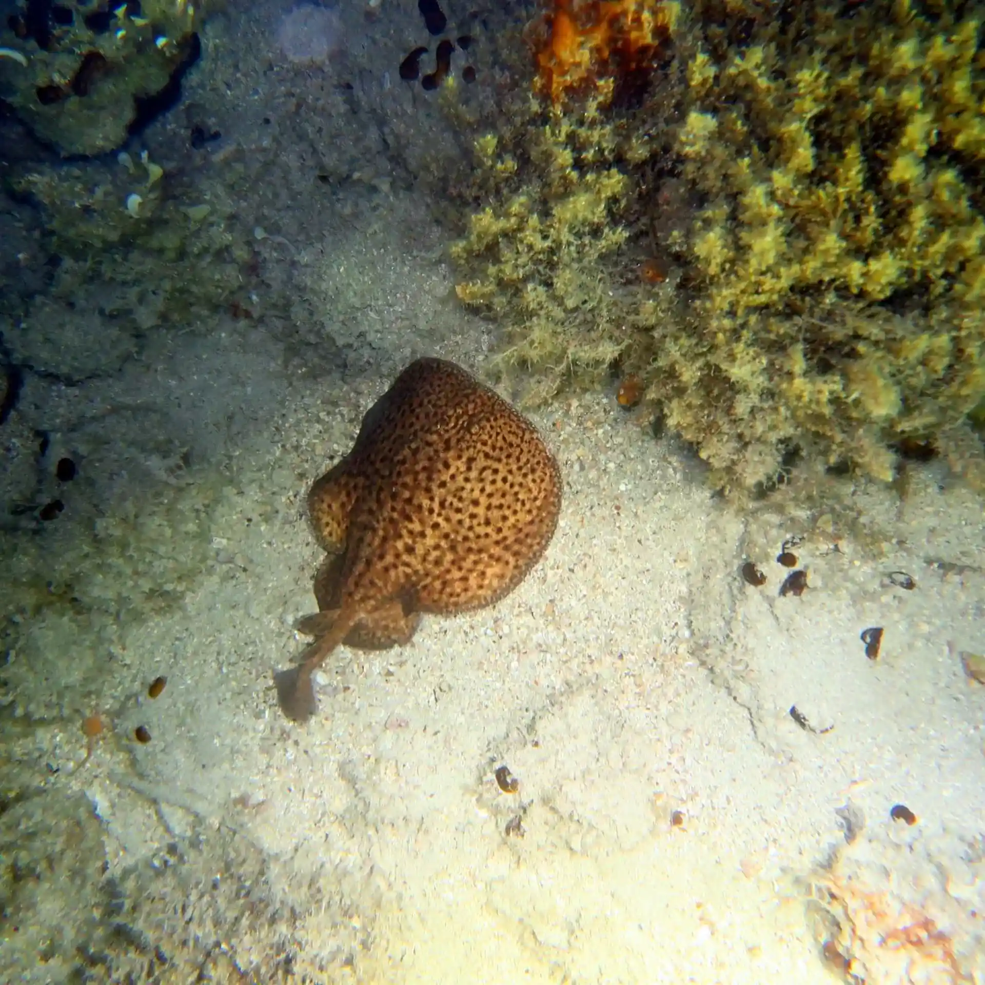 Photo du site de plongée